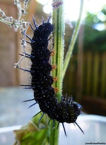 Chenille d'Inachis Io prête pour la nymphose 12 août 2012 Bouresse Poitou-Charentes.JPG