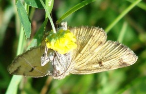 Doublure jaune (2).JPG