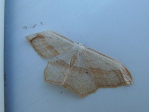 Scopula imitaria.JPG