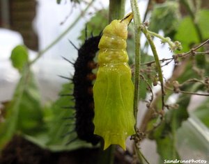 14 août 2012 De la chenille à la chrysalide de paon de jour, Inachis io, Bouresse, Poitou-Charentes  (8).jpg