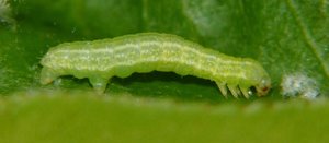 Phalène brumeuse Operophtera brumata.JPG