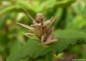 Fourreau de psychidae-Bouresse, 19 août 2012, Poitou-Charentes.jpg