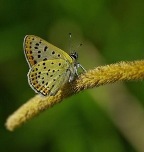 Le Cuivré  fuligineux(Heodes tityrus Poda)_ROT7353.JPG