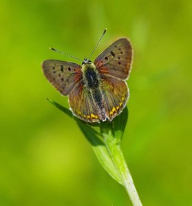 Heodes tityrus Poda(Le cuivré fuligineux)_ROT7346.JPG