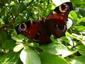 21 août 2012 1ère naissance d'Inachis io-Bouresse-Poitou-Charentes (4).jpg