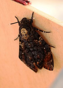 A. atroposppc-2553.jpg