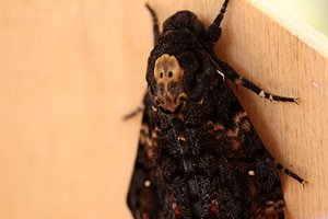 A. atropos ppc-2554.jpg