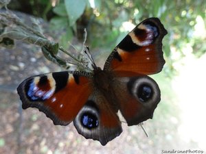 Naissance d'un Inachis io-Paon de jour, août 2012 - Bouresse-Poitou-Charentes .jpg