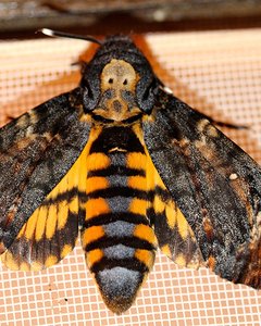 A.atropos-2558.jpg
