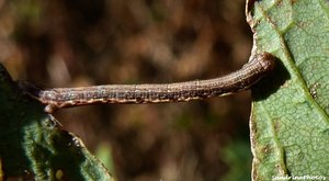 Minuscule chenille sur feuille d'érable, 22 août 2012, Bouresse, Poitou-Charentes.jpg