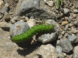 chenille verte (Guy).jpg
