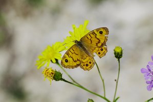 Lasiommata megera-femelle-(Le Satyre-La Mégère).JPG