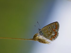 Plebejus argus(Petit argus- l'Azuré de l'ajonc)  femelle_ROT7488.JPG