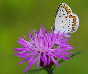 Plebejus idas(Moyen argus) mâle_ROT8518.JPG