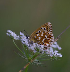 Aricia agestis(Collier de corail)_ROT8522.JPG