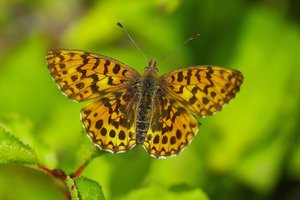 Le Grand Collier argenté(Clossiana euphrosyne)_ROT7267.JPG