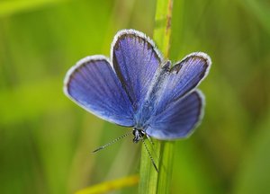 L'Azuré des anthyllides-mâle-(Cyaniris semiargus)_ROT7174.JPG