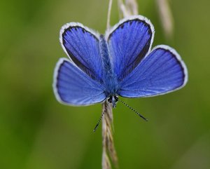 L'azuré des anthyllides(Cyaniris semiargus)_ROT7160.JPG