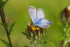 Polyommatus coridon_ROT7244.JPG