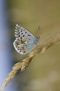 Polyommatus coridon(Revers du Bleu Nacré)_ROT7482.JPG