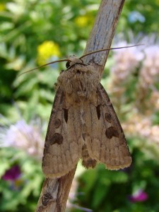 Agrotis exclamationis.JPG