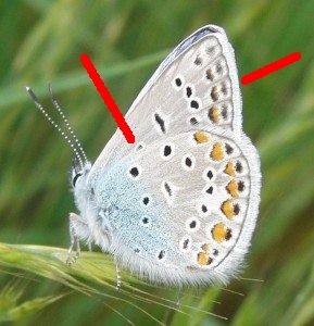 Polyommatus icarus azuré de la bugrane 2009.05.23 (3p%).JPG