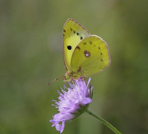 Colias alfacariensis (Le Fluoré-La Coliade de l'Hippocrépide)(ROT9212.JPG