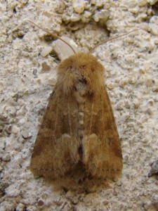 Oligia fasciuncula.JPG