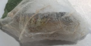 Copie de 2012.9.17.jpg