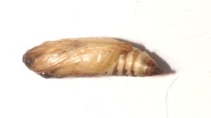 Copie de IMG_7163.jpg
