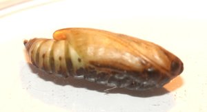 Copie de IMG_7165.jpg