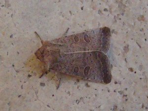 DSC04708 - Copie.JPG
