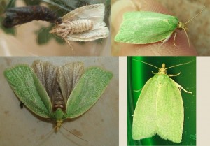 2139 E 4370 Tortricidae, Tortrix viridana, tordeuse verte du chêne 2009.06.01 (ass4%).JPG