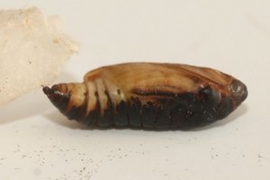 Copie de IMG_7207.jpg