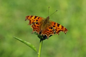 Robert le diable(Polygonia c-album)_ROT1037.JPG