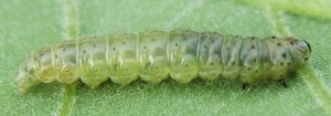 chenille tortrix viridana.JPG