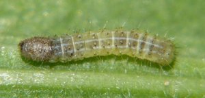 Triponctuée ou Noctuelle des salsifis Amphipyra tragopoginis.JPG