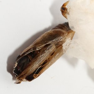 Copie de IMG_7307.jpg