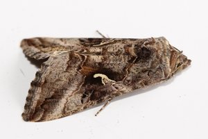 Copie de IMG_7308.jpg