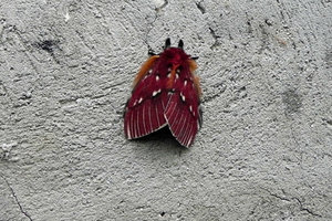 papillon2.jpg