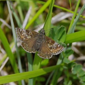 Erynnis tages-_ROT9752.JPG