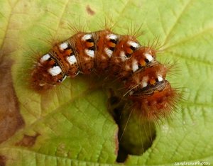 Viminia rumicis-Noctuelle de la Patience - 23 septembre 2012, Bouresse Poitou-Charentes (2).jpg