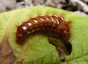 Viminia rumicis-Noctuelle de la Patience - 23 septembre 2012, Bouresse Poitou-Charentes.jpg