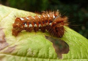 Viminia rumicis-Noctuelle de la Patience - 23 septembre 2012, Bouresse Poitou-Charentes (1).jpg