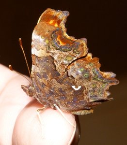 Robert-le-diable Polygonia c-album en élevage (3).JPG