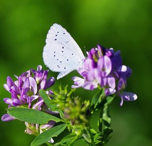 _ROT7116 - L'Azure des Nerpruns  L'Argus à bande noire ( Celastrina argiolus L.).JPG