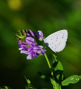 _ROT7115 - Celastrina argiolus ( l'Azure des Nerpruns  l'Argus à bande noire).JPG