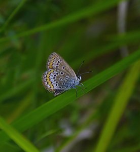 Plebejus argus L.(L'azuré de l'ajonc)_ROT3538.JPG