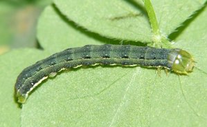 Noctuelle du trèfle ou de l'ansérine Discestra trifolii.JPG