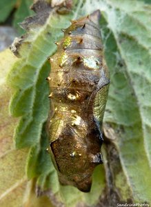 Chrysalide 29 septembre 2012, Bouresse Poitou-Charentes.jpg